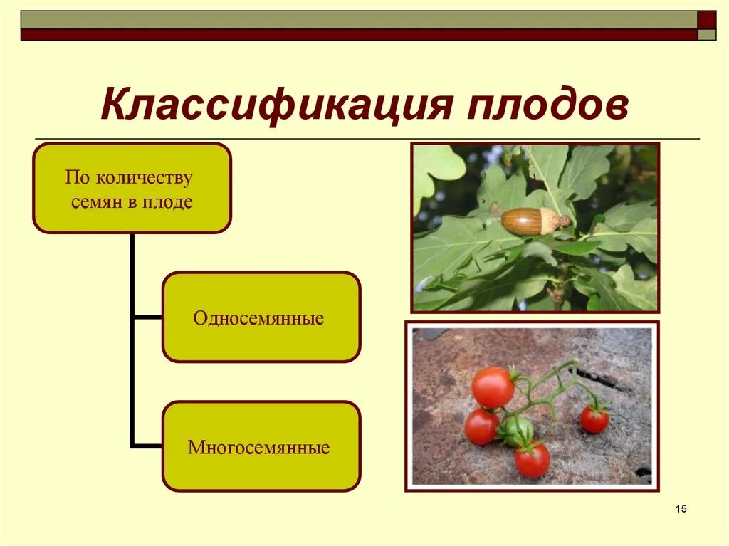 Что относится к частям плода. Классификация плодов и семян. Плоды классификация. Плоды классификация плодов. Классификация плодов схема.