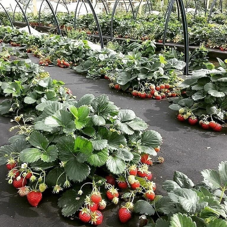 Ремонтантная клубника грядки. Грядки для клубники. Грядки для клубники. Мульчирование земляники садовой. Грядки для клубники.