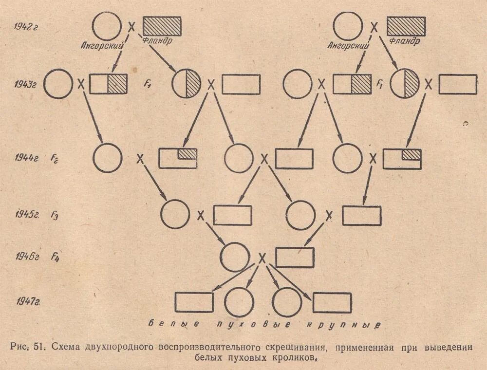 Генотип чистопородного. Схема сложного воспроизводительного скрещивания. Схема простого воспроизводительного скрещивания. Хема простого воспроизводительного скрещивания. Воспроизводительное заводское скрещивание схема.