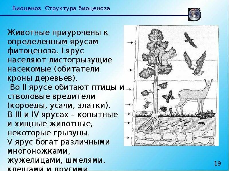 Как называется совокупность различных животных в биоценозе
