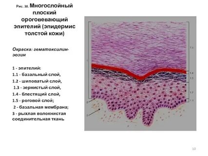 Многослойный эпителий кожи