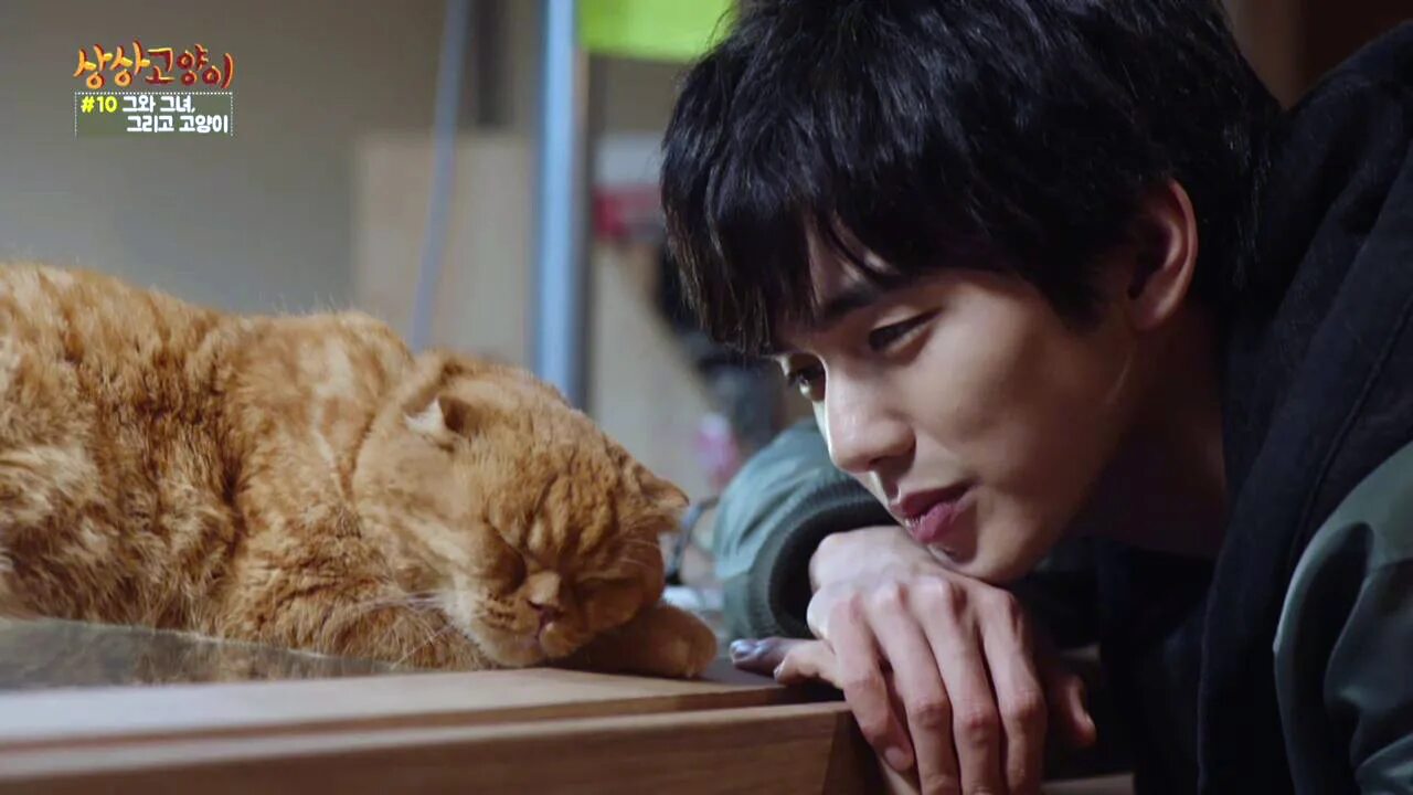 дорама кошачий