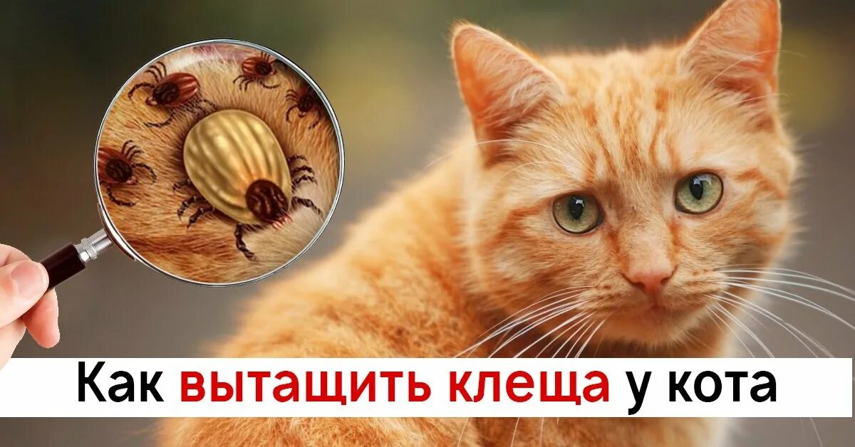 Как защитить кота от клещей весной