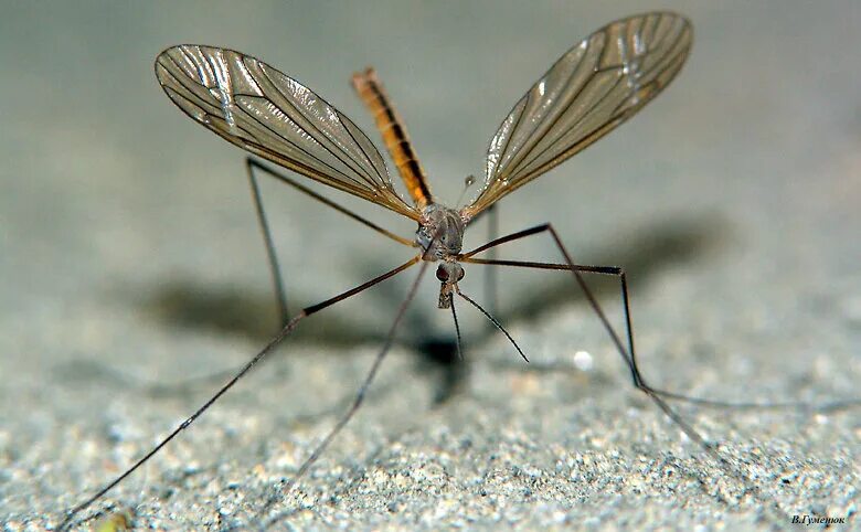 Комар большой как называется с длинными. Малярийный комар долгоножка. Долгоножка кольчатая. Малярийный комар большой. Большой комар долгоножка.