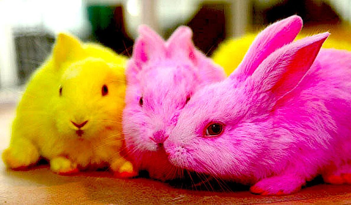 Желтые розовые зайцы игра. Разноцветные кролики. Кролик красочный. Радужные зайчики. Крашеный кролик.