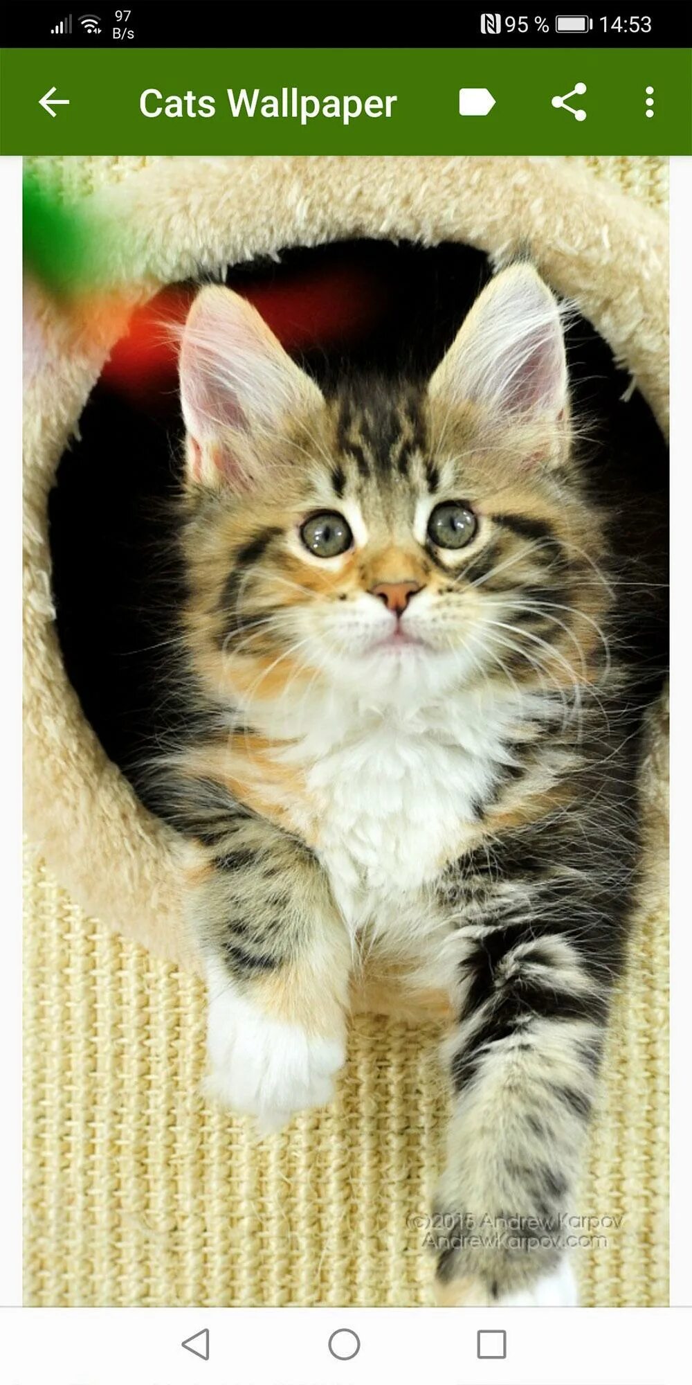 Lock Screens Cute cat wallpaper, Cat wallpaper, Cats