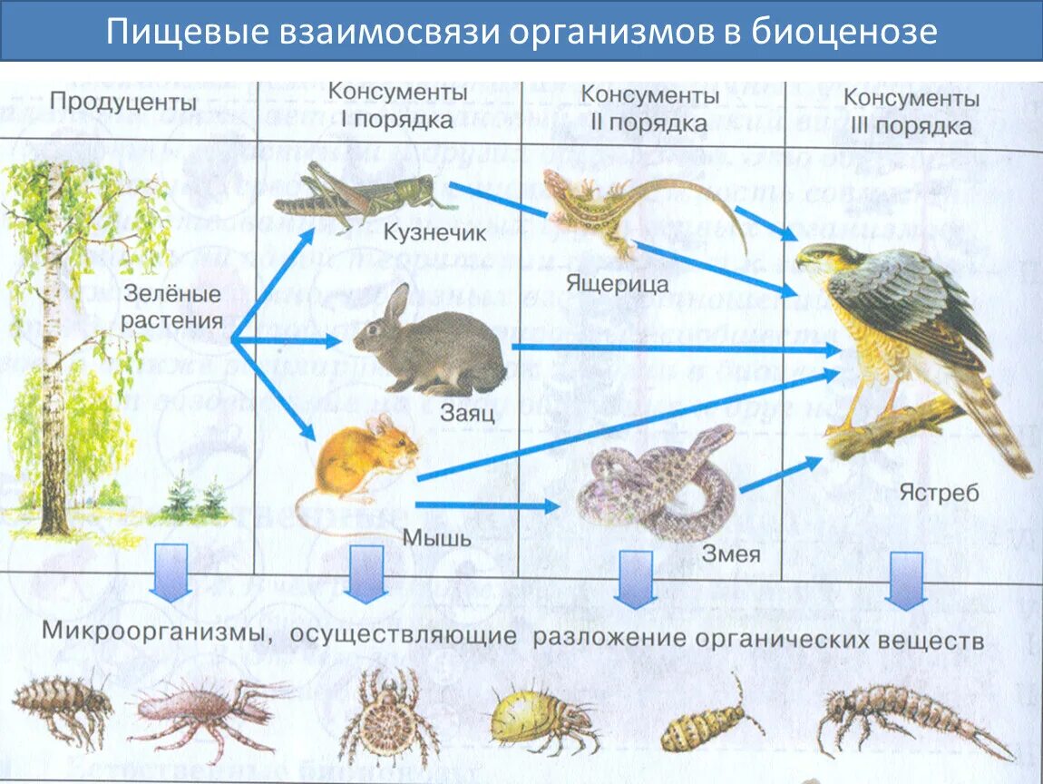 Роль организмов в биогеоценозе. Цепь питания консументы редуценты. Цепи питания животных консументы редуценты. Цепь питания примеры продуцентов консументов и редуцентов. Пищевая цепь питания редуценты консументы.