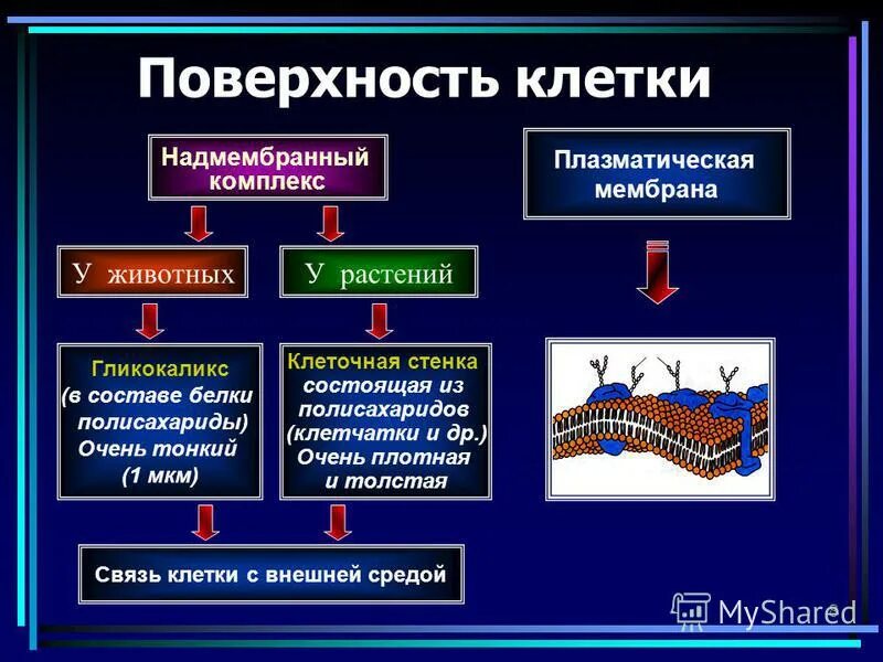 поверхность комплекса клетки. поверхностный слой клетки. надмембранный комплекс животной клетки. поверхностный аппарат клетки схема. модель мембраны гортера и гренделя.
