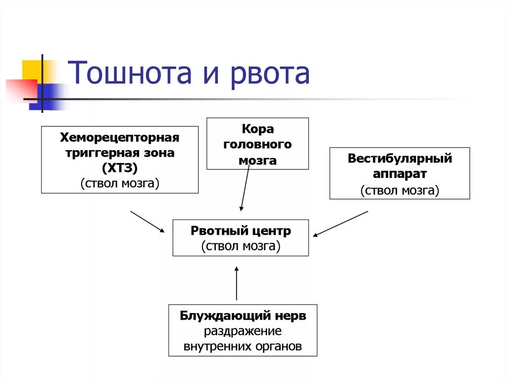 Рвотный центр мозга. Патогенез тошноты и рвоты. Рвота механизм возникновения. Триггерная зона рвотного центра.