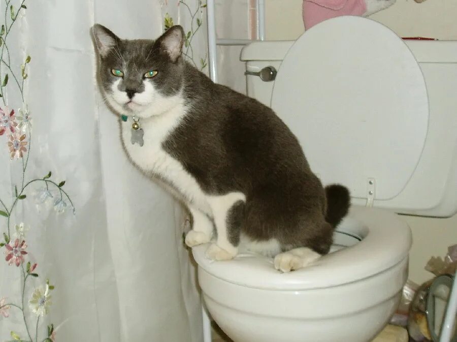 Как какают котики