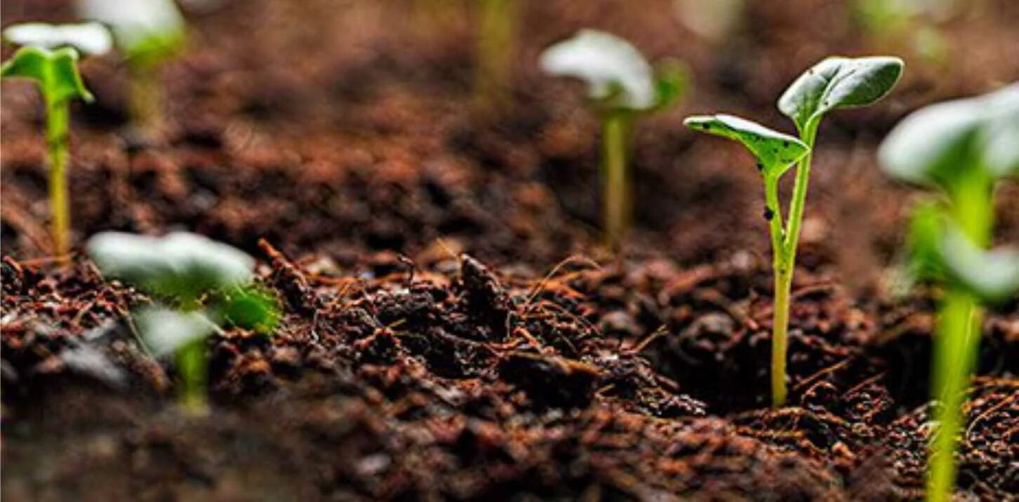 Healthy Soil. Wise Soil компания. Soil amelioration. Sustainability of Soil. Теплые и холодные почвы