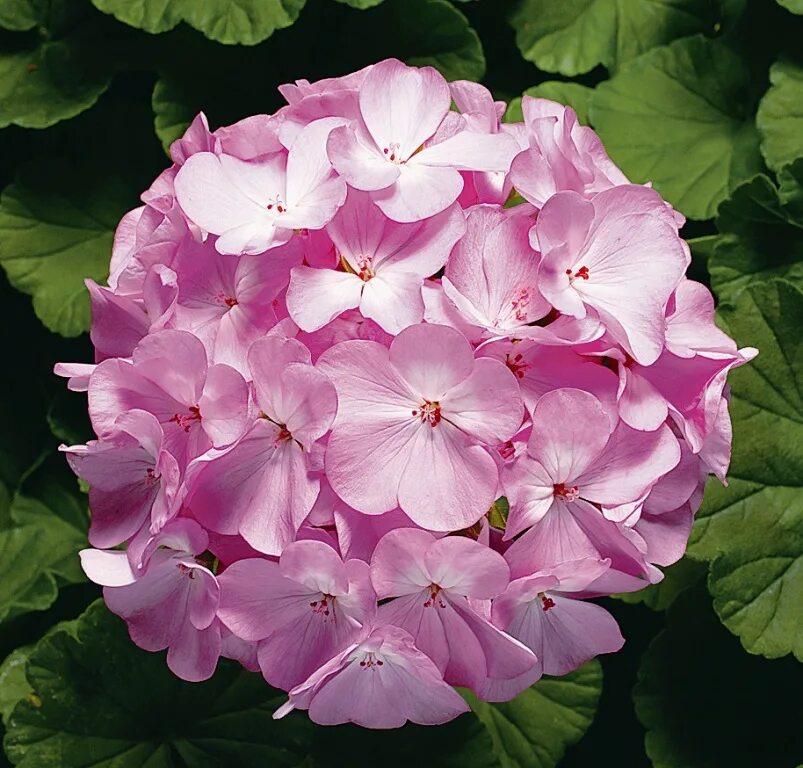 пеларгония зональная ринго 2000 скарлет стар. пеларгония зональная ринго 2000. пеларгония садовая ringo 2000. пеларгония ринго скарлет. пеларгония ринго 2000.