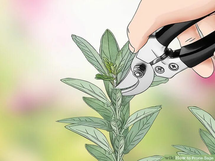 Как обрезать шалфей после цветения летом. Подрезка шалфея. сальвия обрезка. как обрезать шалфей. шалфей лекарственный обрезка на зиму.