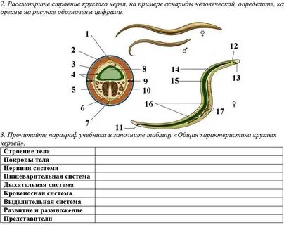 У круглых червей сердце
