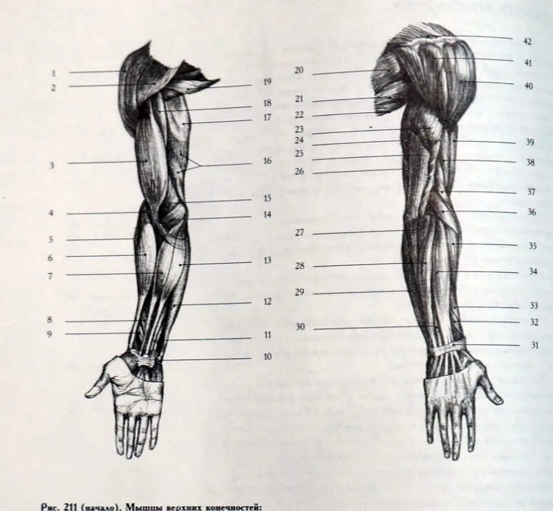 Строение руки рисунок. .Мышцы верхней конечности (плечо и предплечье). Мышцы верхних конечностей анатомия рисунок. Предплечье анатомия строение рисунок анатомия. Предплечье руки анатомия.