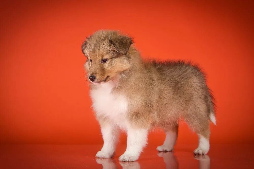 мини колли шелти. шотландская колли. щенки шелти. щенки породы шелти щенки. шелти соболиный.