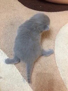 У кота разъезжаются задние лапы