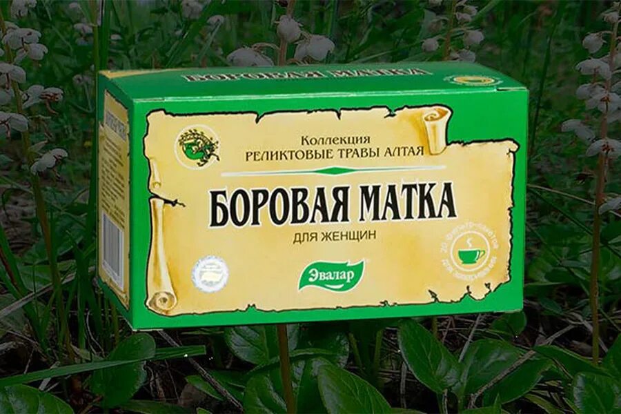 Как пить боровую матку. Боровая матка для женщин. Боровая матка при беременности на ранних сроках. Боровая матка для женщин. Травы для женщин боровая матка.