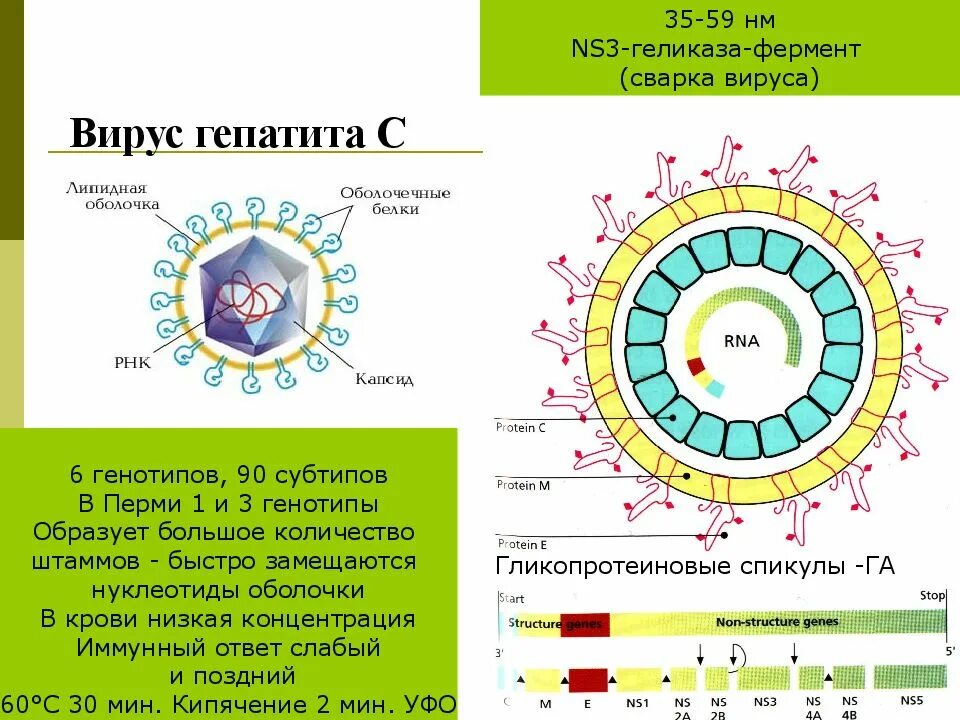 Вирион вируса гепатита а. Вирус гепатита с строение вириона. Структура гепатит b. Структура вируса гепатита в.