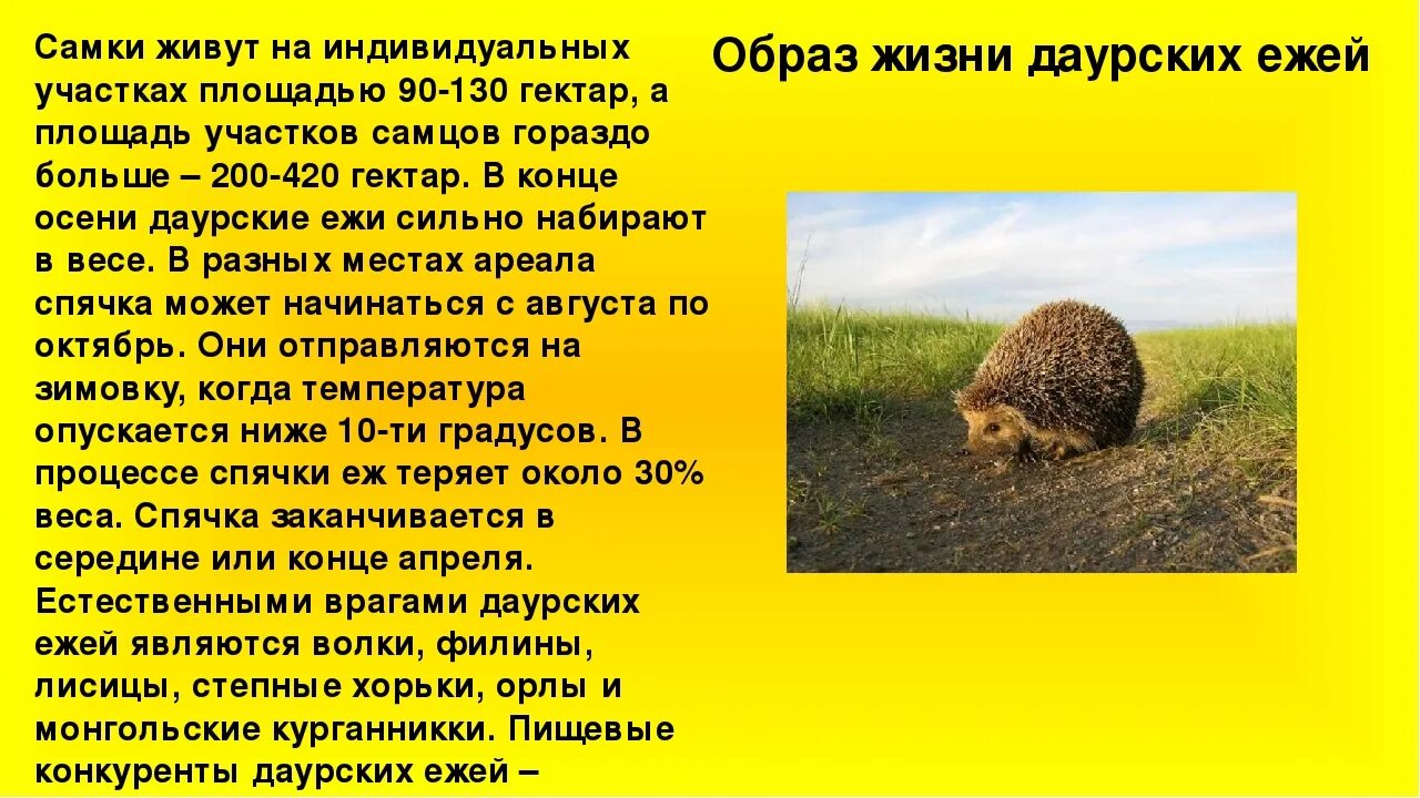 Почему еж занесен в красную книгу