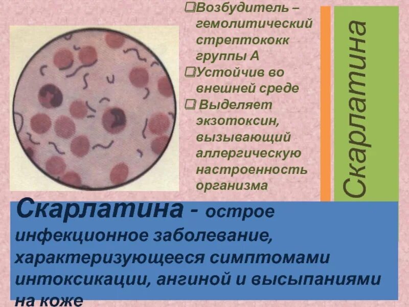 Возбудитель стрептококка. Скарлатина стрептококк группы а. скарлатина стрептококк. стрептококк возбудитель скарлатины. скарлатина этиология возбудителя.