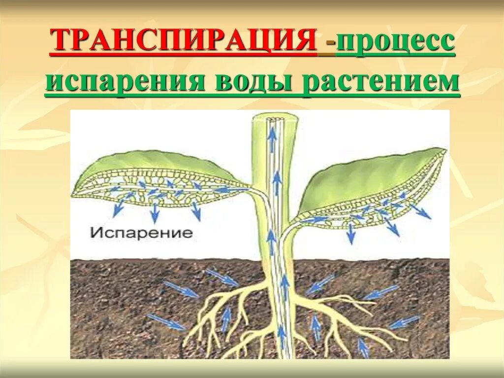 Транспирацию испарение воды. Испарение воды растениями транспирация. Функции транспирации растений. Процесс жизнедеятельности растений транспирация. Процесс испарения воды листьями растений.