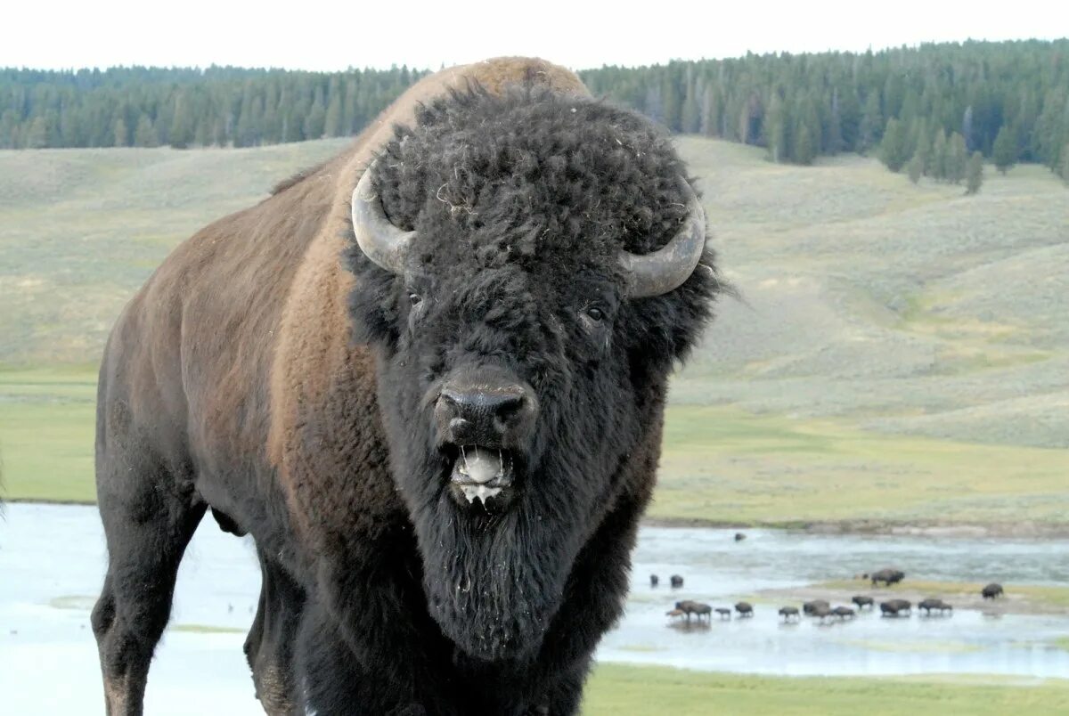 Bison americanus. Гигантский Бизон. Бизон самка. Евразийский Бизон.