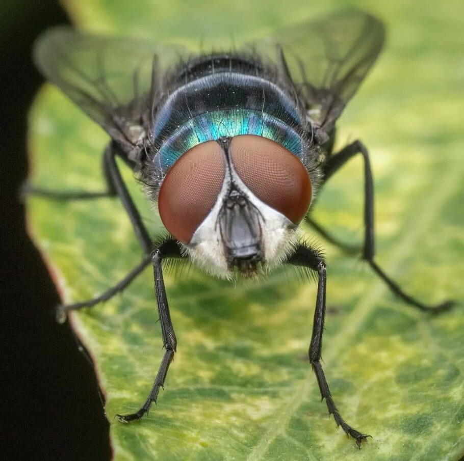 Как выглядят глаза мух Artificial 'bug eyes' could lead to new vision systems Headline Science YouTub