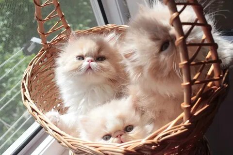 Котята персидской кошки