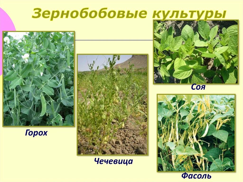 Семейство Бобовые