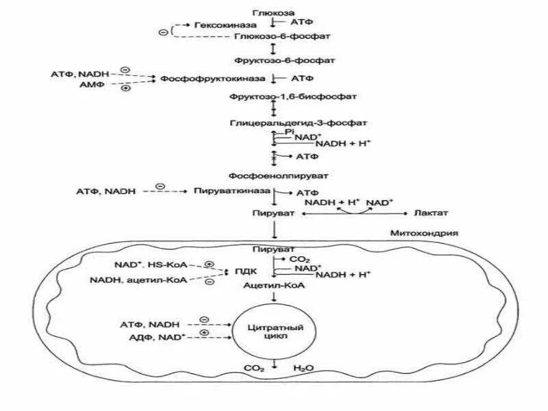 Образование атф гликолиз. Схема гликолиза биохимия. Гликолиз Глюкозы схема. Схема гликолиза биохимия с ферментами. Гликолиз схема с формулами.