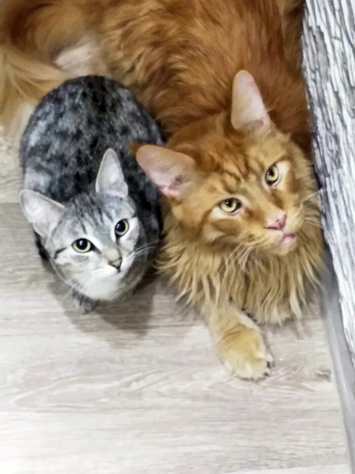 котята смесь сибирской и мейн куна. котята мейн кун и обычной кошки. котенок мейн куна и обычный котенок. метис мейн куна и бенгала. котята мейнкунлв помесь.