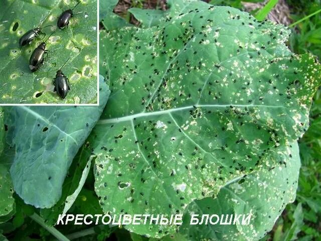 Конопляная блошка. Вредители капусты крестоцветные блошки. Крестоцветная блошка мошка. Крестоцветная блошка яйца. Крестоцветная блошка борьба.