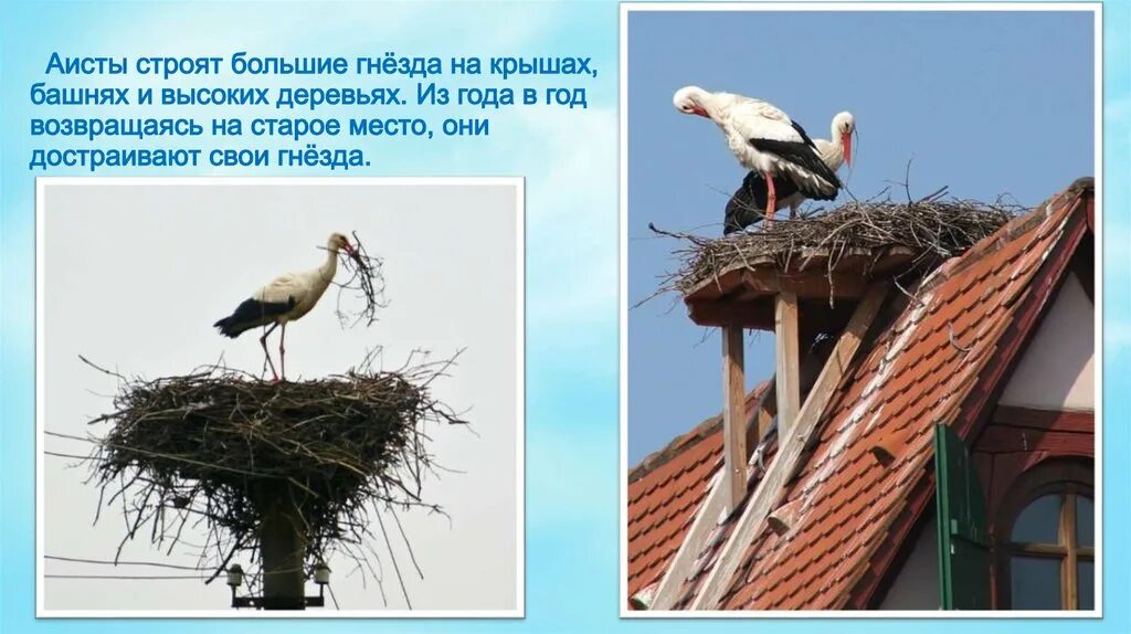 Подумай как строили свои жилища эти птицы. Птичьи домики и гнезда. Шалашник гнездо. Подумай как строили свои жилища эти птицы. Шалашник гнездо.