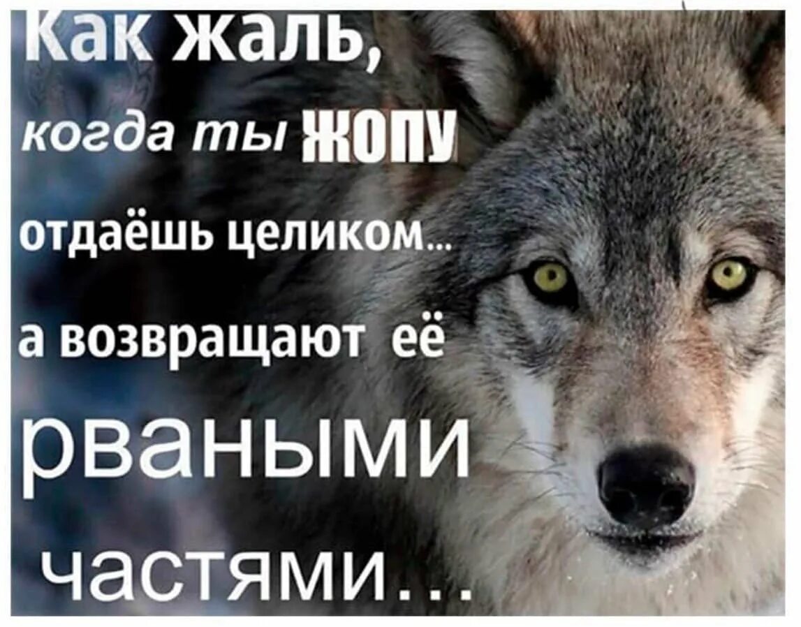 Отдай свою душу 2. Фразы волка. Цитаты волка. Фразы Волков. Открытки с волками и Цитатами.