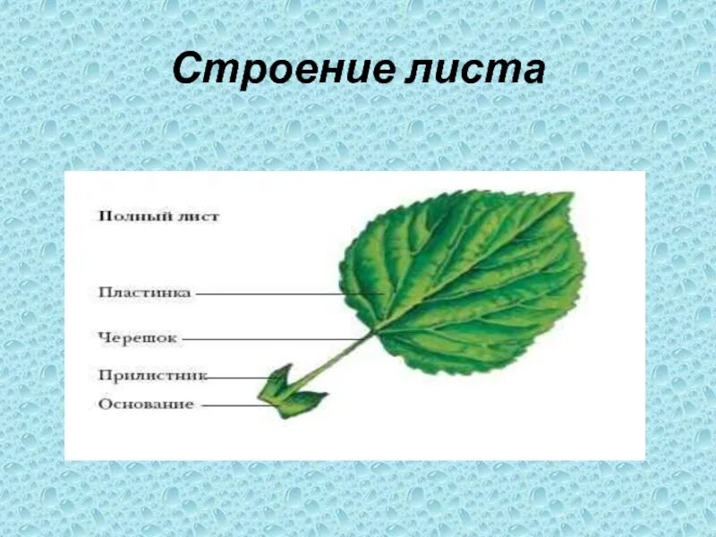 Лест лист. Структура листа. строение листа вывод. строение корня и листа. строение листа 3 класс окружающий мир.