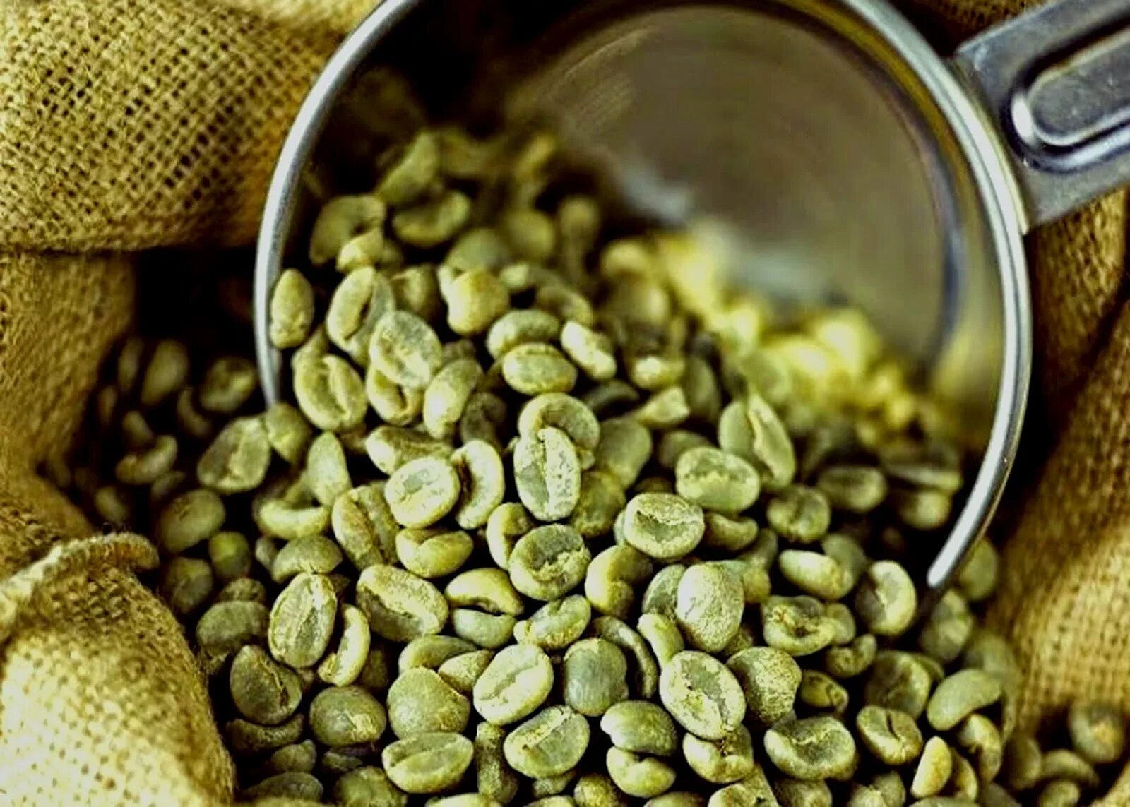День зеленого кофе. Green Coffee Beans Arabica. Сантос Бразилия кофе в зернах зеленый. Зерна кофе необжаренные. Сырые зерна кофе.