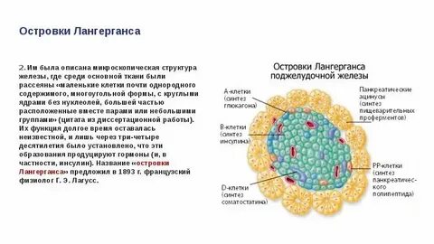 Альфа и бета клетки