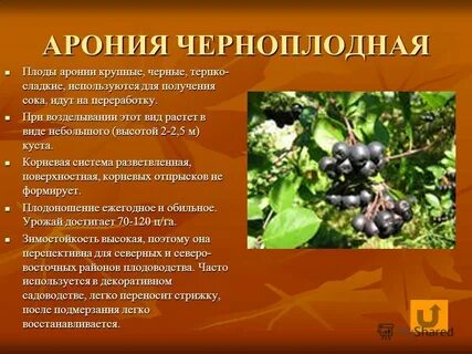 Известно что черноплодная рябина декоративный кустарник
