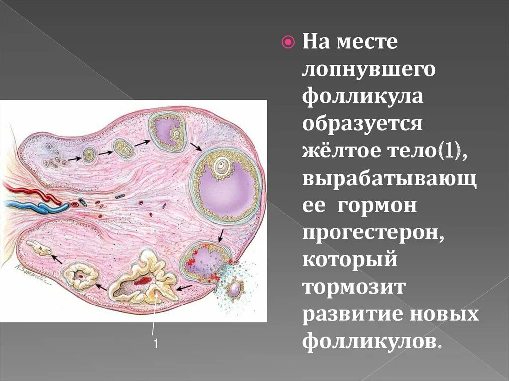 На месте лопнувшего фолликула образуется. Желтое тело строение. Три фолликула