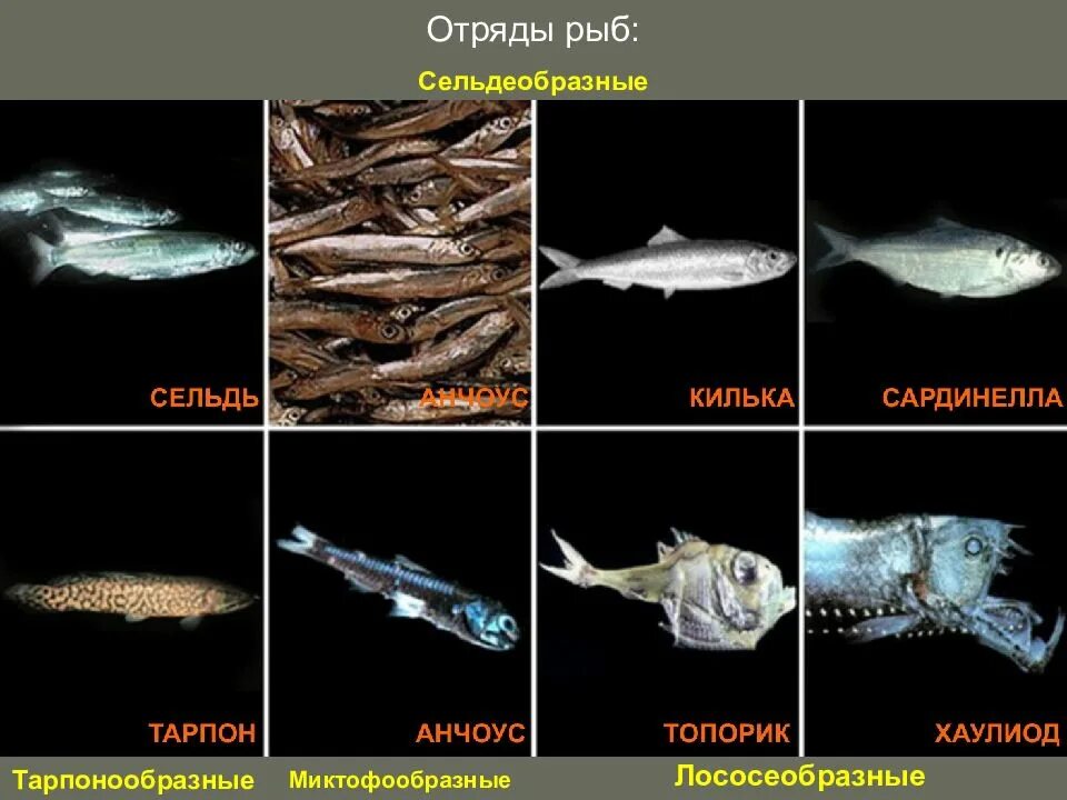 Классификация костных рыб по отрядам. Отряды рыб. отряды костных рыб. классификация хрящевых рыб. отряды костных рыб таблица.