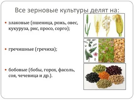 Распределите культуры зерновые технические бобовые рис пшеница