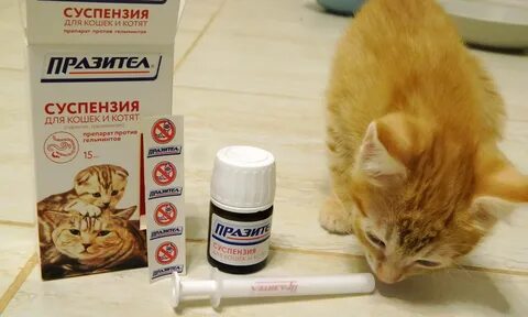 Как правильно дать коту таблетку от глистов