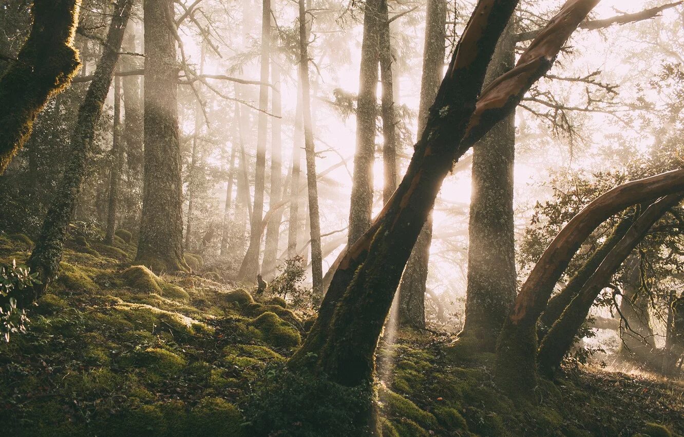 Виолончель на природе. Музыка тема леса. Презентация на тему леса. Лес броселианд. Надпись лес наше богатство.