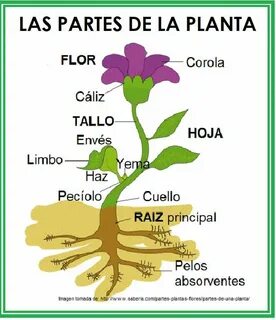 Parte de