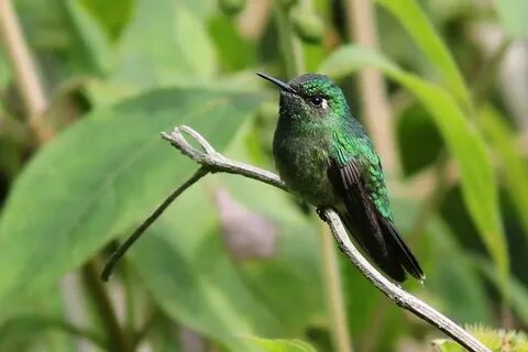 Zelu hummingbird