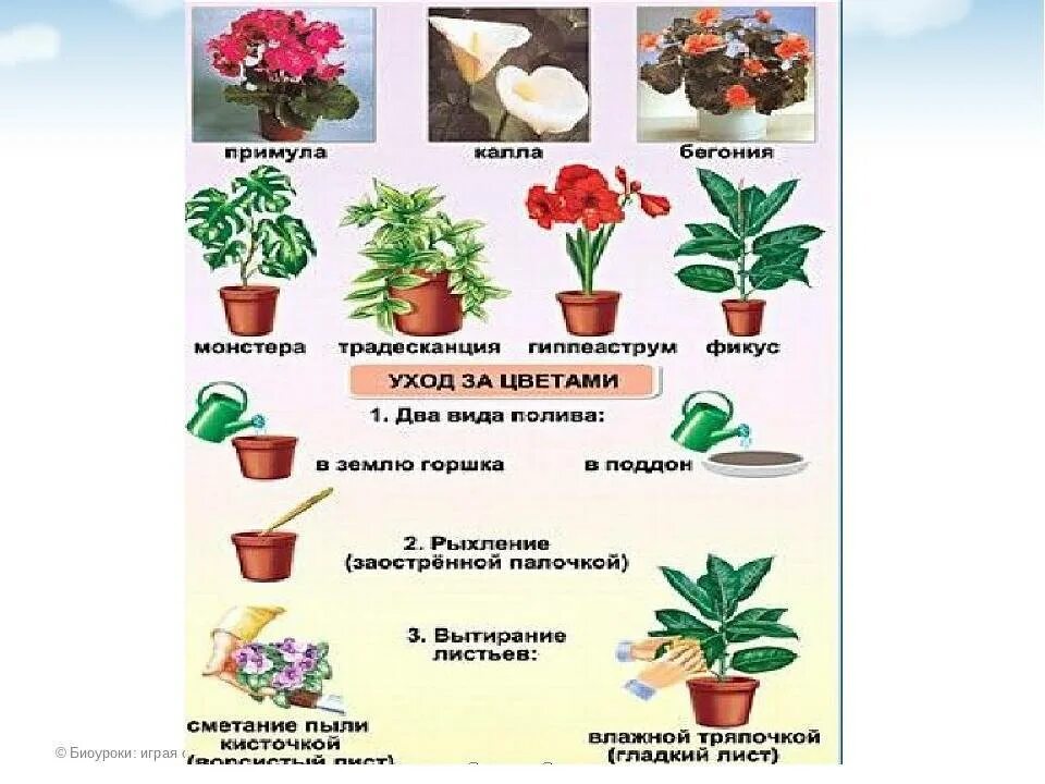 Комнатные растения для дошкольников. Растения для дошкольников. Комнатные растения для дошкольников старшая группа. Комнатные растенистаршая группа. Растения вторая младшая группа планирование