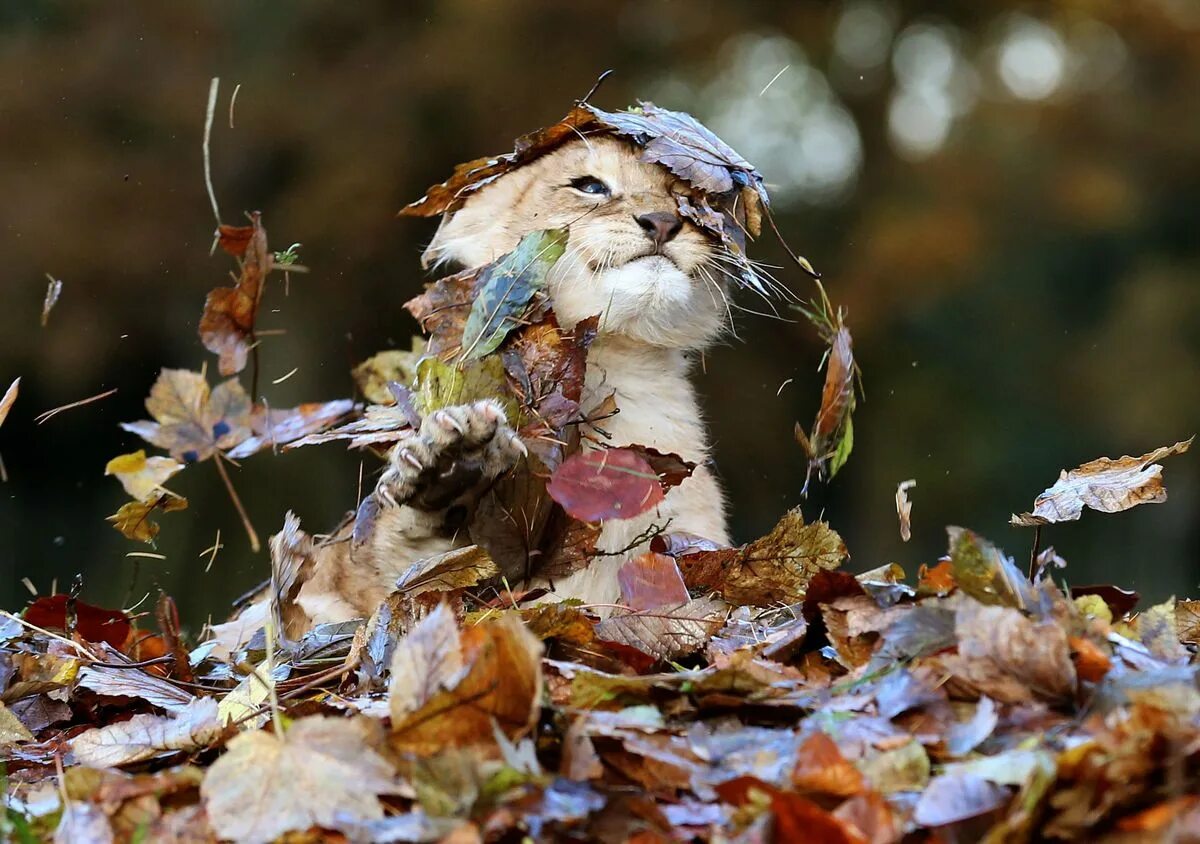 Позитивные осенние картинки. Осеннее настроение. Животные в листве. Осень радость. Осень животные.
