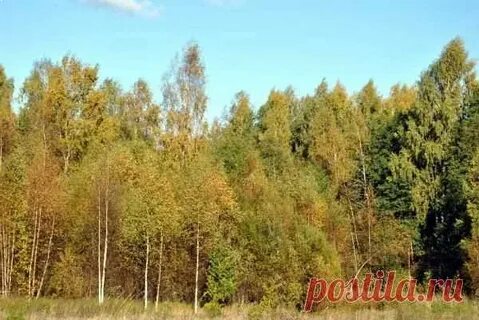 Федоровская осень на опушке краски