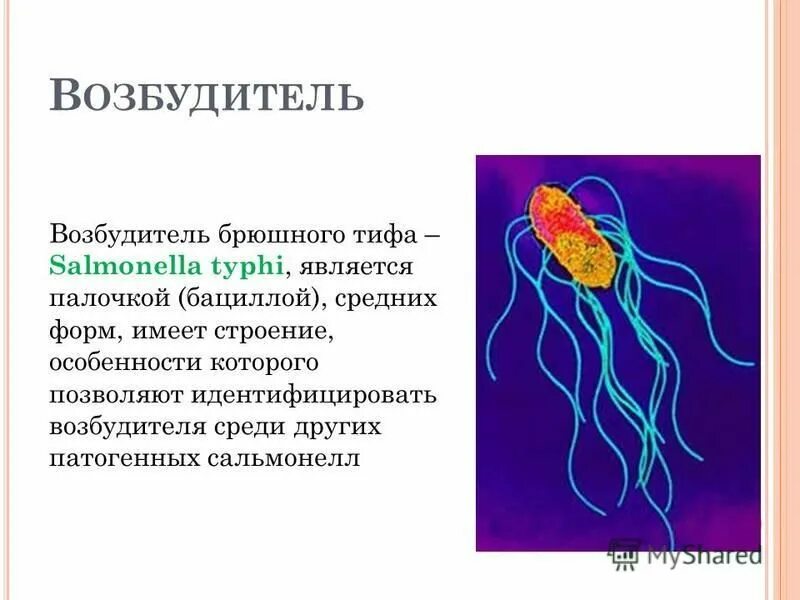 Брюшной тиф является. Брюшной тиф возбудитель. брюшной тиф характеристика возбудителя. свойства возбудителя брюшного тифа. возбудителем брюшного тифа является.